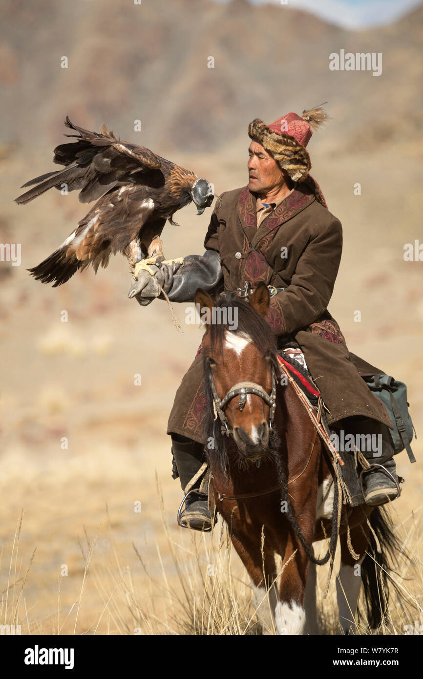 Eagle hunter montato sul cavallo mongolo con la femmina di aquila reale (Aquila chrysaetos), vicino Sagsai, Bayan-Ulgii Aymag, Mongolia. Settembre 2014.. Foto Stock