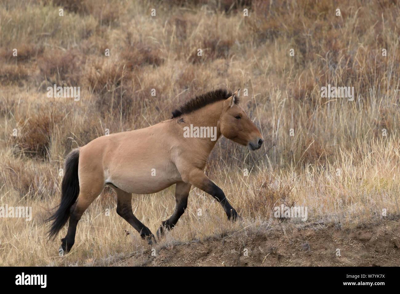 Wild Przewalski / Cavallo Takhi cavallo (Equus ferus przewalskii) allevamento stallone trotto. Hustai National Park, Tuv Provincia, Mongolia. Specie in via di estinzione. Settembre. Foto Stock