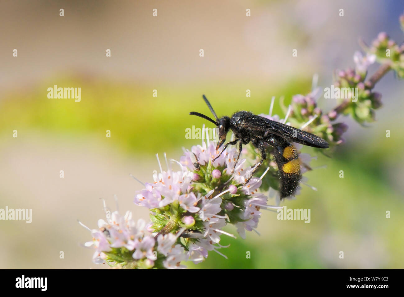 Fiore peloso wasp (Colpa hirta) alimentazione sul menta verde fiori nel (Mentha spicata), Kilada, Grecia, Agosto. Foto Stock