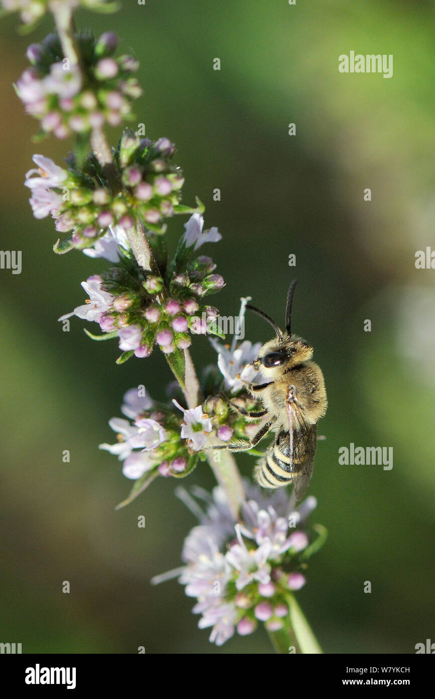 Stuccatore bee (Colletes EOU) alimentazione su fiori di menta verde (Mentha spicata), Kilada, Grecia, Agosto. Foto Stock