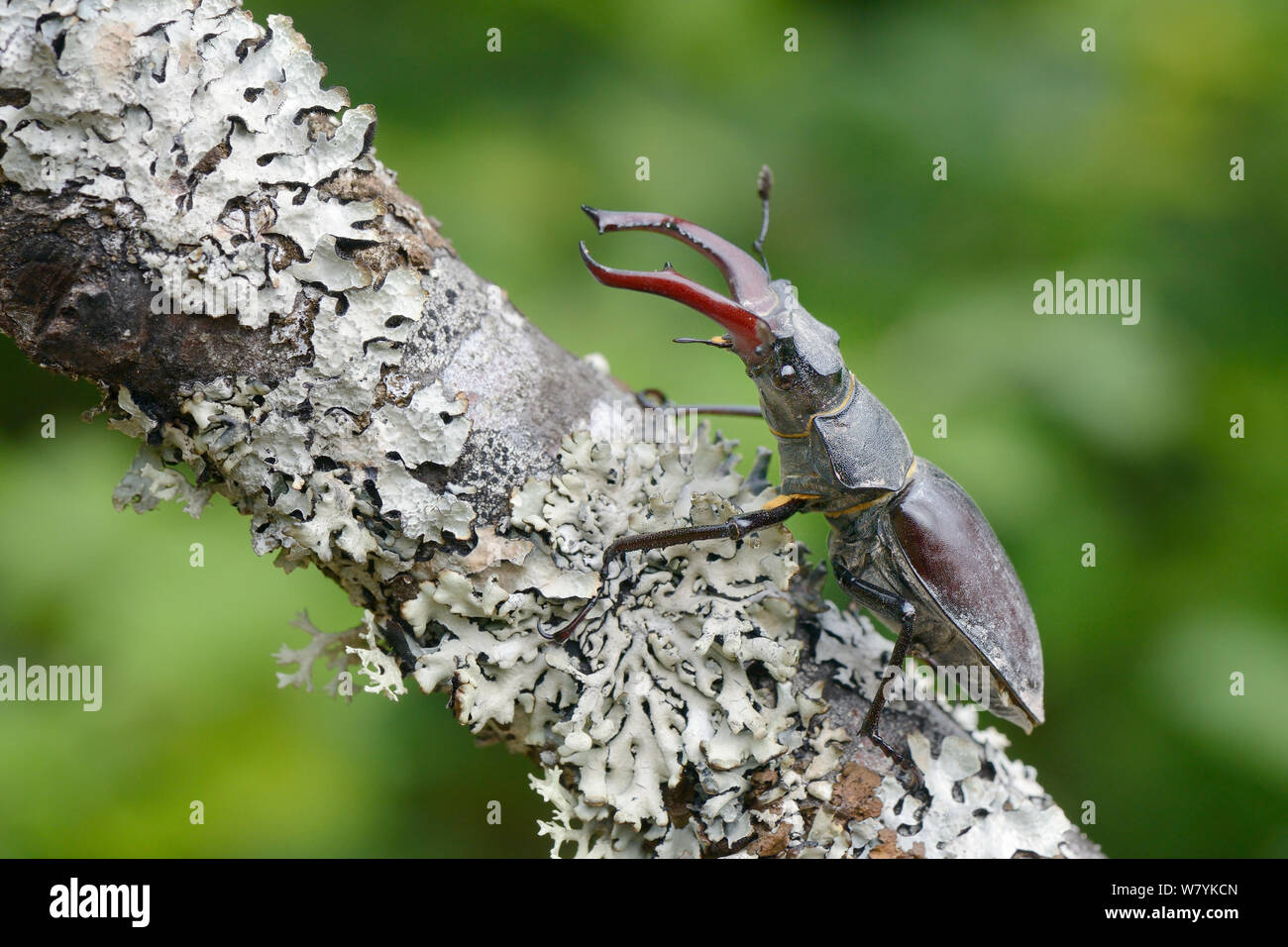 Il cervo maschio beetle (lucanus cervus) salendo un lichene ramo coperto di boschi di latifoglie, nei pressi di Foca, Bosnia e Erzegovina, Luglio. Foto Stock