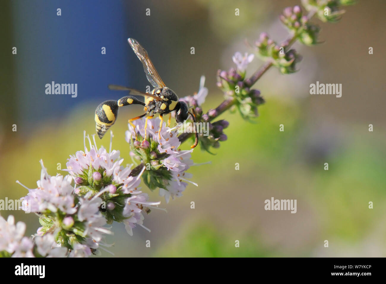 Potter wasp / Mason wasp (Eumenes sareptanus) alimentazione su fiori di menta verde (Mentha spicata), Kilada, Grecia, Agosto. Foto Stock