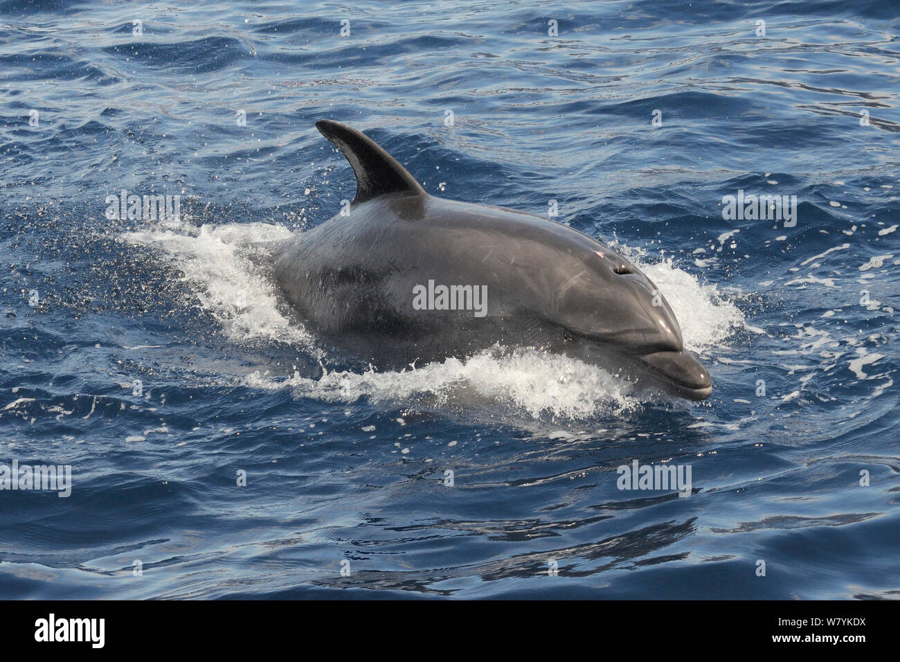 Il tursiope o delfino maggiore (Tursiops truncatus) affiorante,Tenerife, maggio. Foto Stock