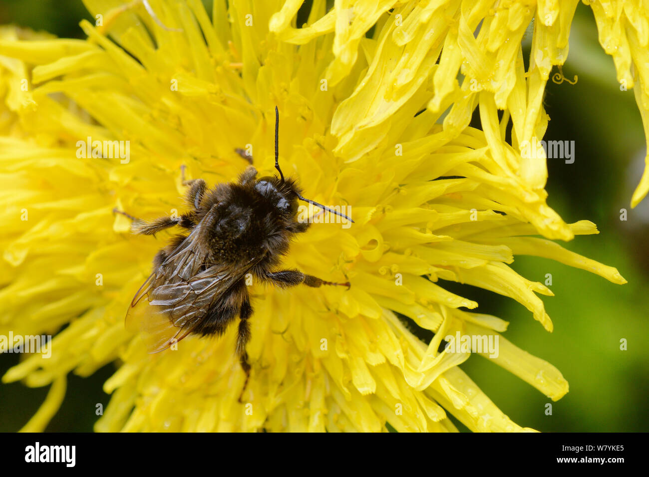 Canaria di bumblebee (Bombus terrestris canariensis), si nutrono di Anaga sow thistle (Sonchus congestus) montagne di Anaga,Tenerife, maggio. Entrambe le specie endemiche. Foto Stock