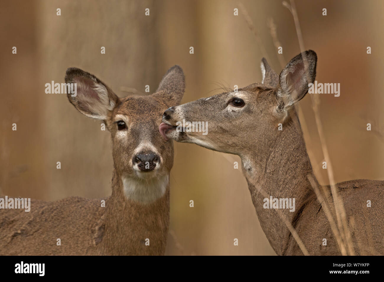 White-tailed deer (Odocoileus virginianus) toelettatura, Novembre. Foto Stock