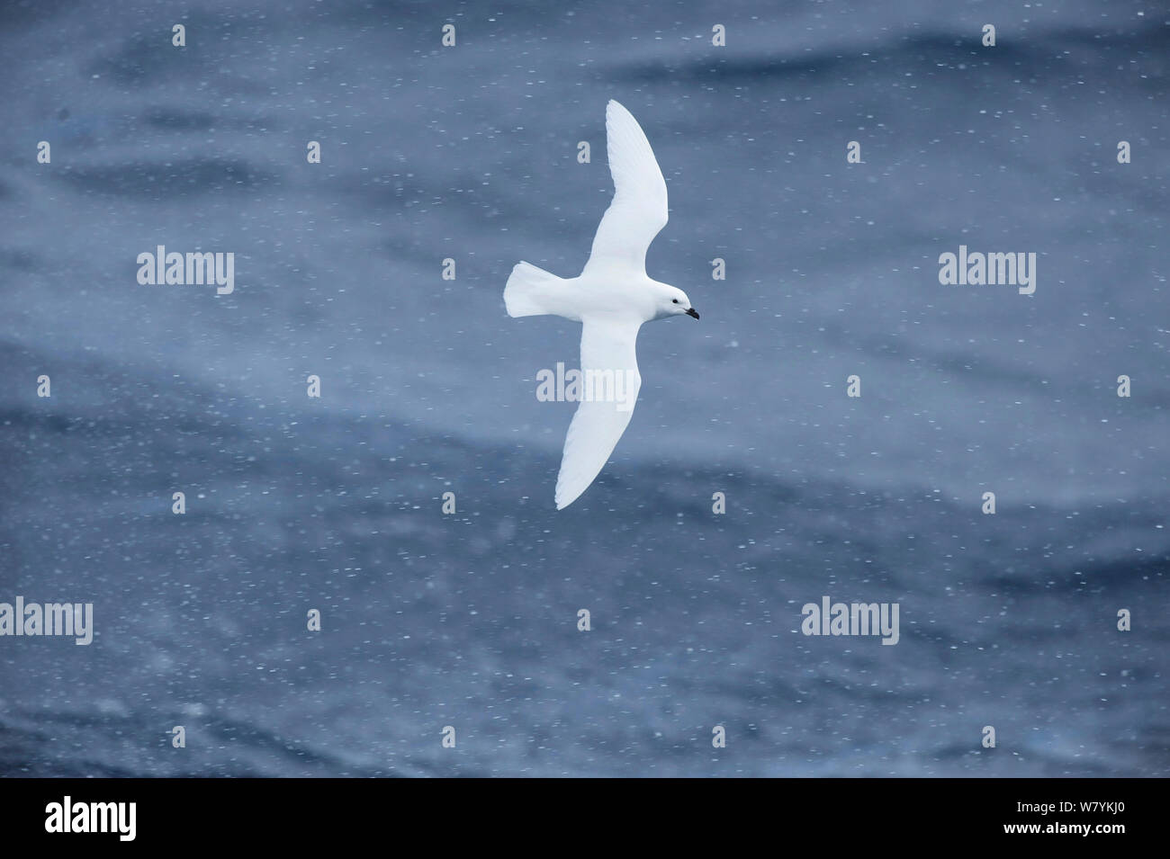 Snow petrel (Pagodroma nivea) battenti a largo di Capo Adare, Mare di Ross, Antartide, febbraio. Foto Stock