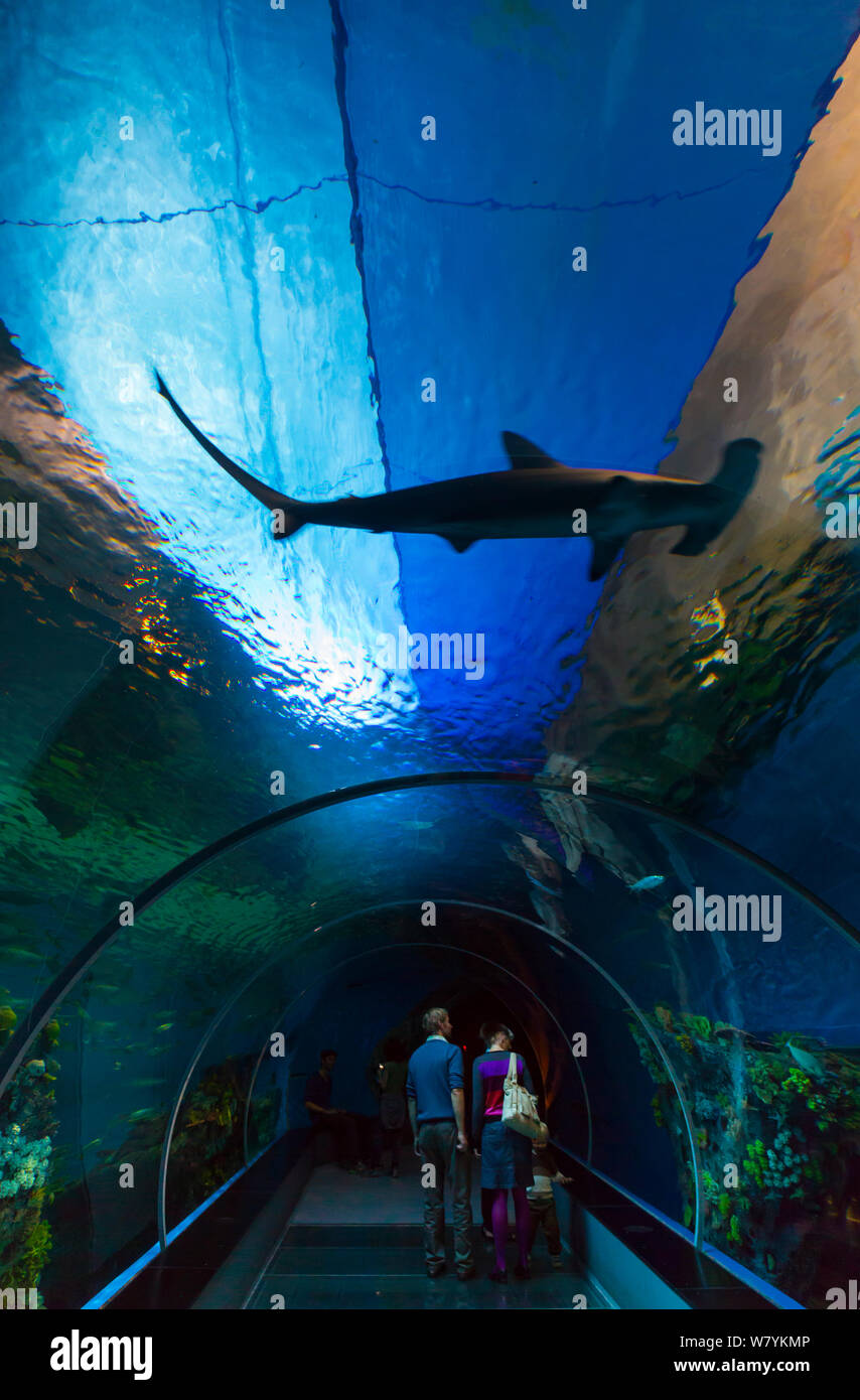 Grande (a testa di martello Sphyrna mokarran) nuoto sulle persone in tunnel sottomarino, Den Bla Planet Aquarium, Copenaghen, Danimarca, Europa, settembre 2014. Foto Stock