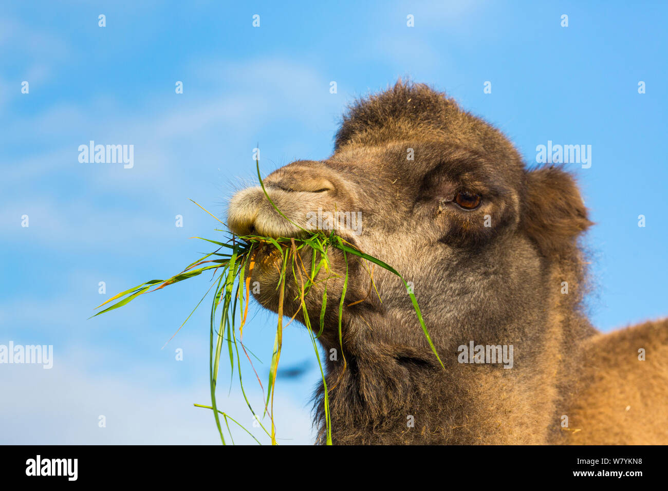 Bactrian camel (Camelus bactrianus) mangiare erba, Copenhangen Zoo, la Danimarca, l'Europa. Captive, provenienti dall Asia Centrale. Foto Stock
