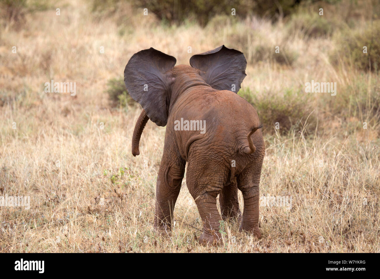 Elefante africano (Loxodonta africana) baby acceso lontano dal rumore, Samburu Riserva nazionale del Kenya. Foto Stock