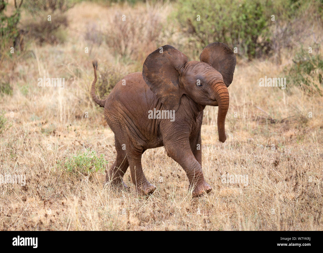 Elefante africano (Loxodonta africana) baby acceso lontano dal rumore, Samburu Riserva nazionale del Kenya. Foto Stock