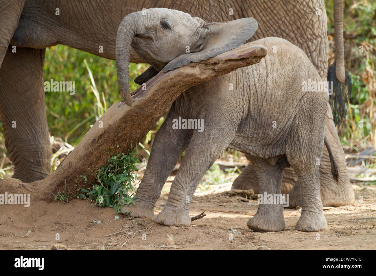 Cucciolo di elefante africano (Loxodonta africana) giocando con il log in Samburu Riserva nazionale del Kenya. Foto Stock