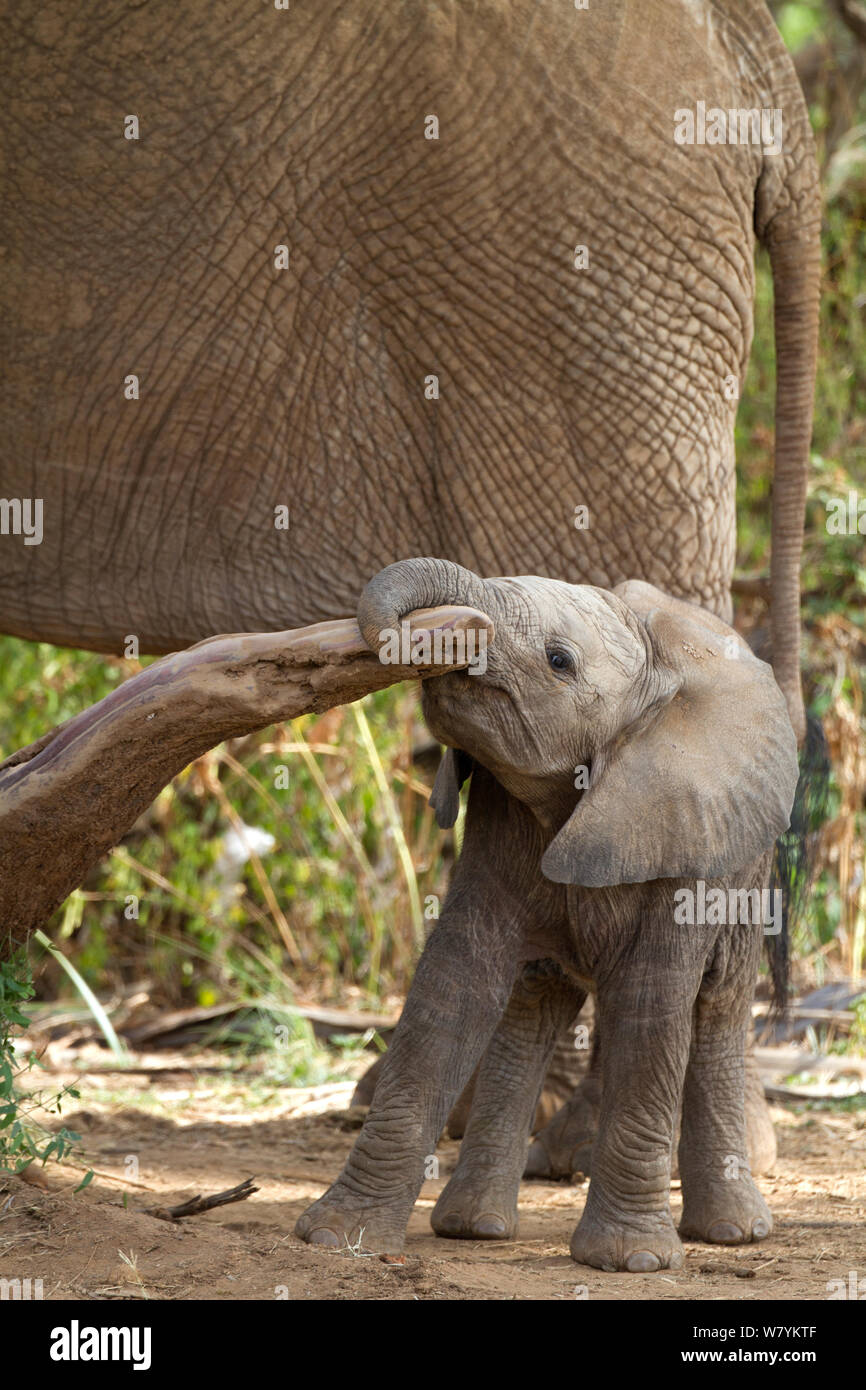Cucciolo di elefante africano (Loxodonta africana) giocando con il log in Samburu Riserva nazionale del Kenya. Foto Stock