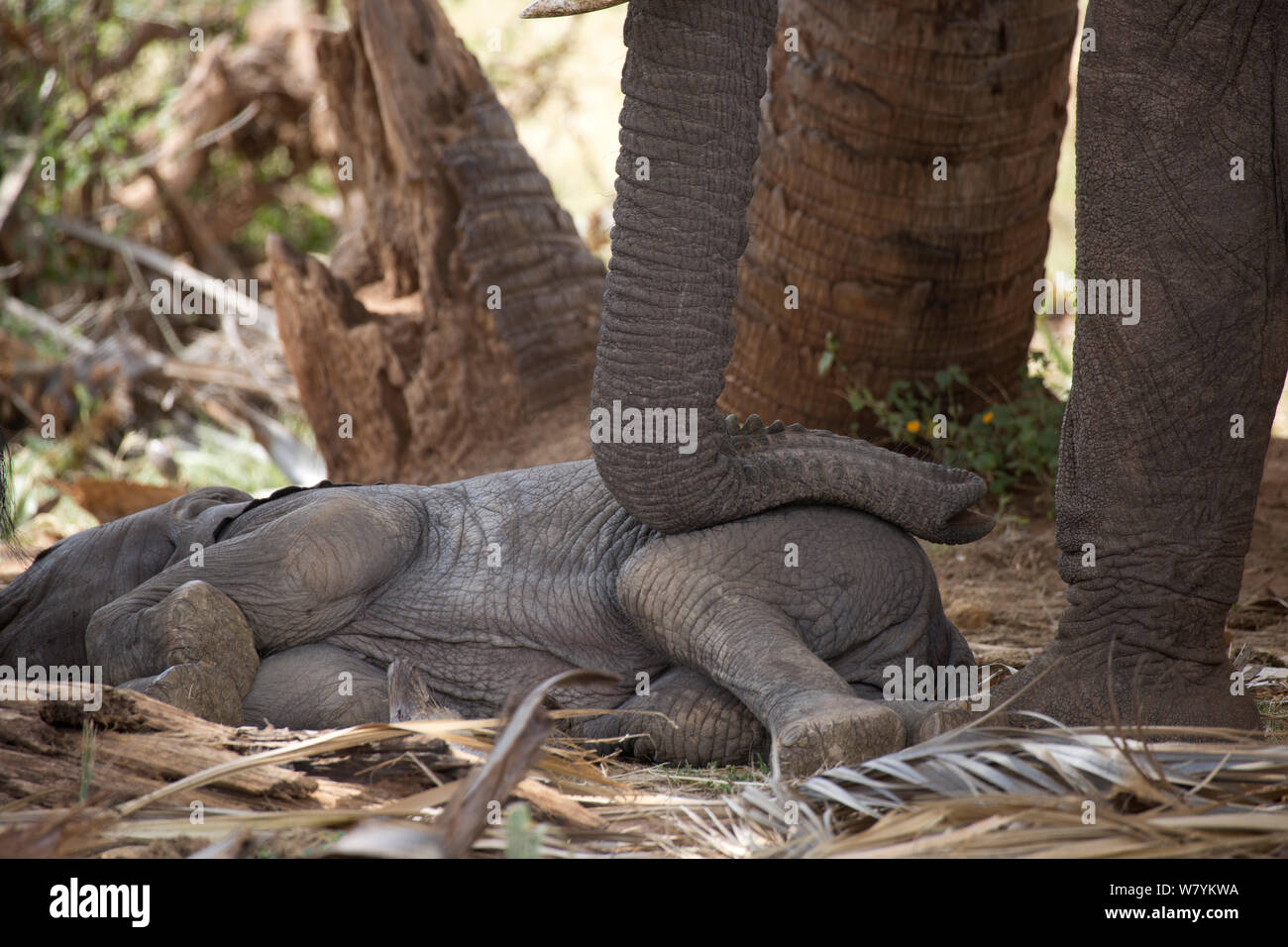Madre dell' elefante africano (Loxodonta africana) trunk di appoggio sul bambino. Samburu riserva nazionale. Kenya. Foto Stock