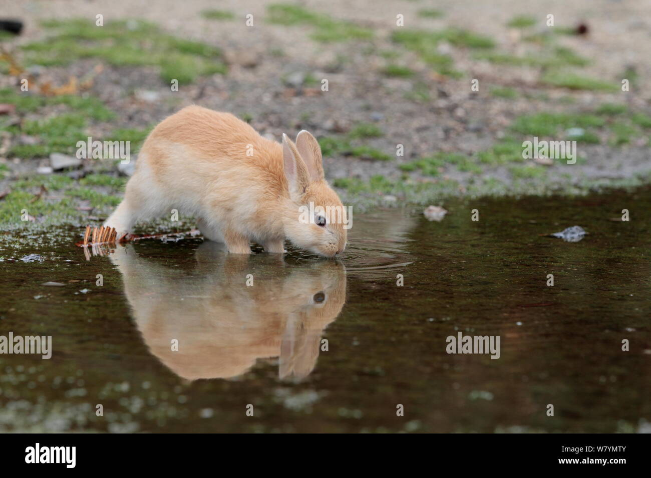 Feral coniglio domestico (oryctolagus cuniculus) capretti acqua potabile, Okunojima isola, conosciuta anche come isola dei Conigli, Hiroshima, Giappone, maggio. Foto Stock