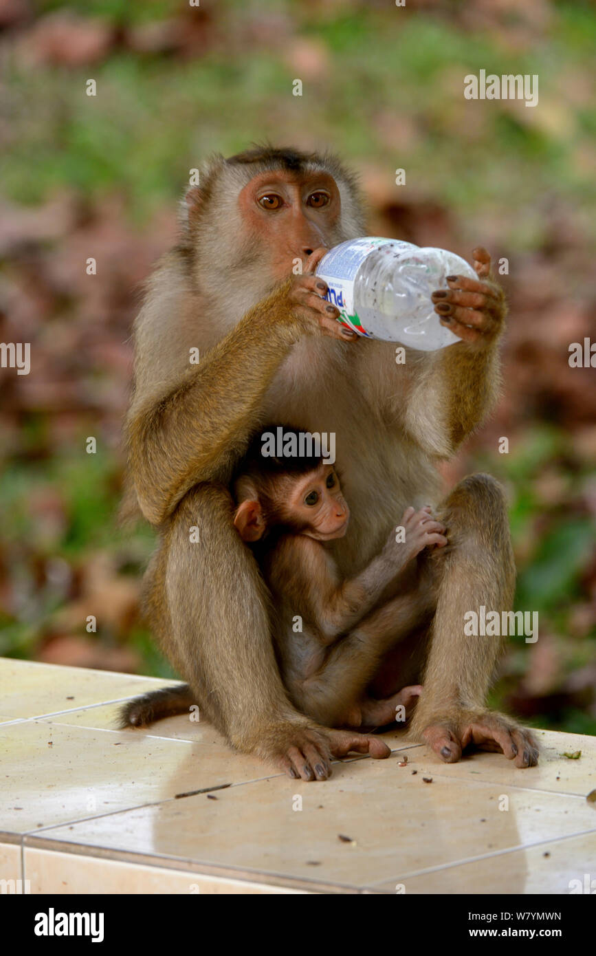 Southern pig-coda Macaque (Macaca nemestrina) femmina, con il bambino e di bere dalla bottiglia, Malaysia, Marzo. Foto Stock