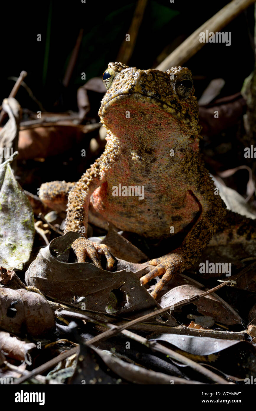 Il gigante asiatico toad / fiume toad (Phrynoidis asper) in grotta, Taman Negara, Malaysia, Marzo. Foto Stock