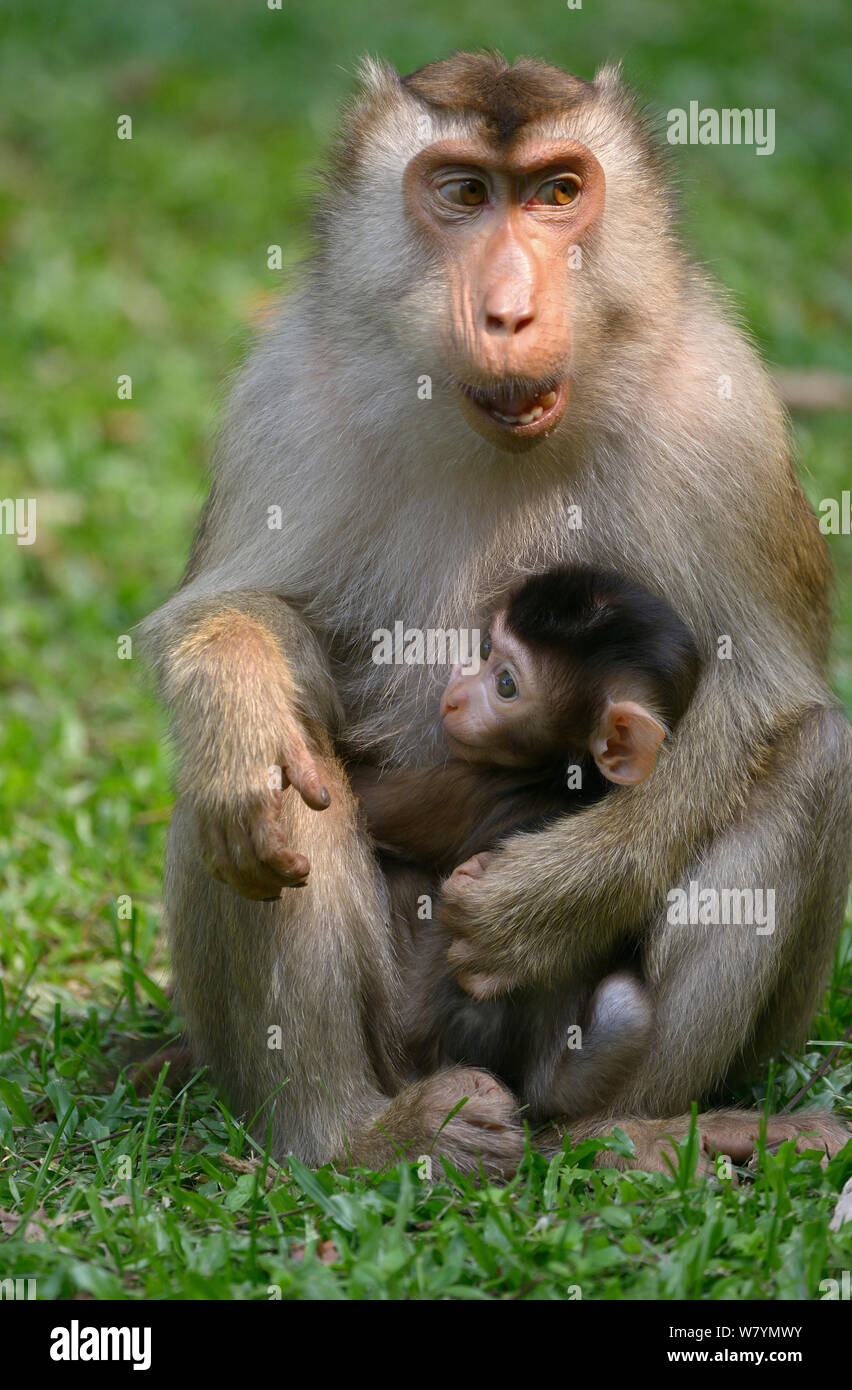 Southern pig-coda Macaque (Macaca nemestrina) azienda baby, Malaysia, Marzo. Foto Stock