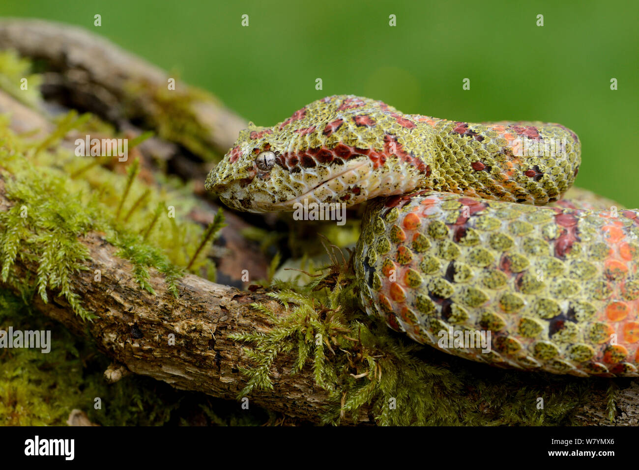 Tintura ciglia viper (Bothriechis schlegelii) captive, nativo di America centrale. Foto Stock