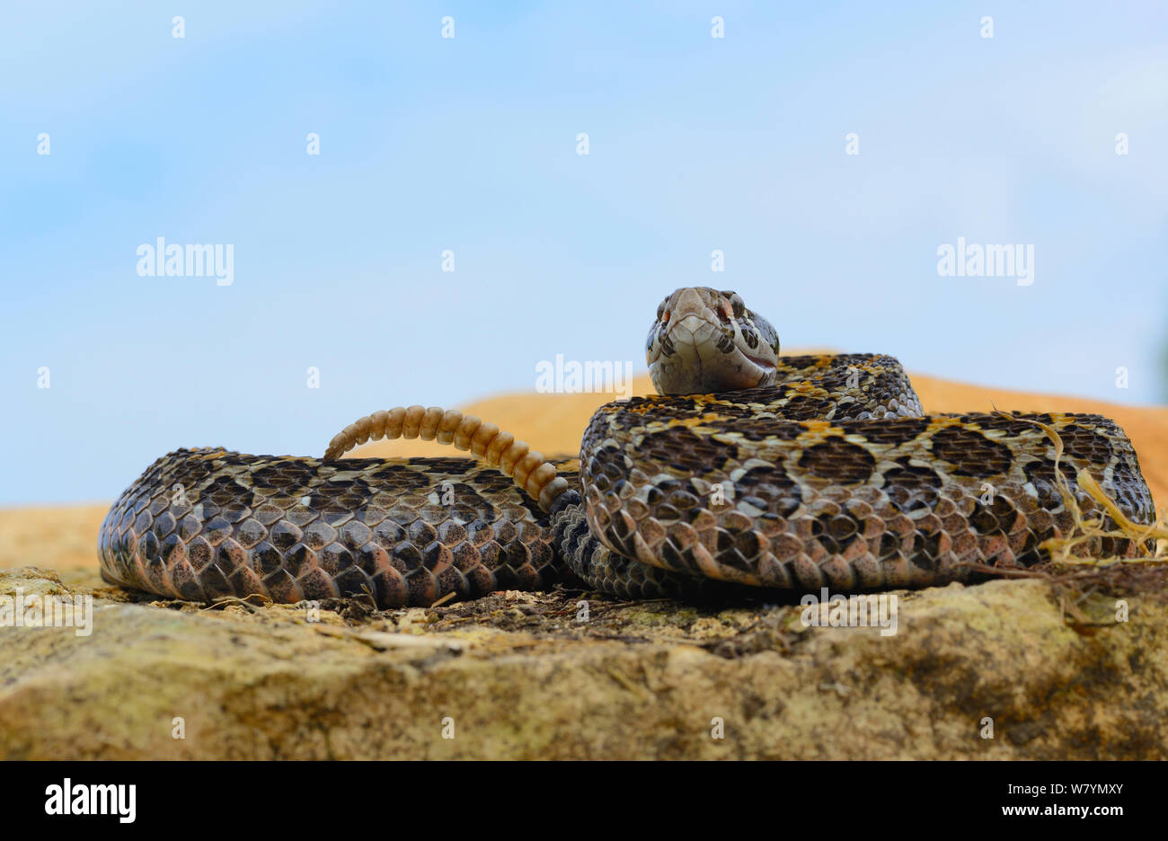 Lancia messicano-guidato rattlesnake (Crotalus polystictus). Captive, endemica in Messico. Foto Stock