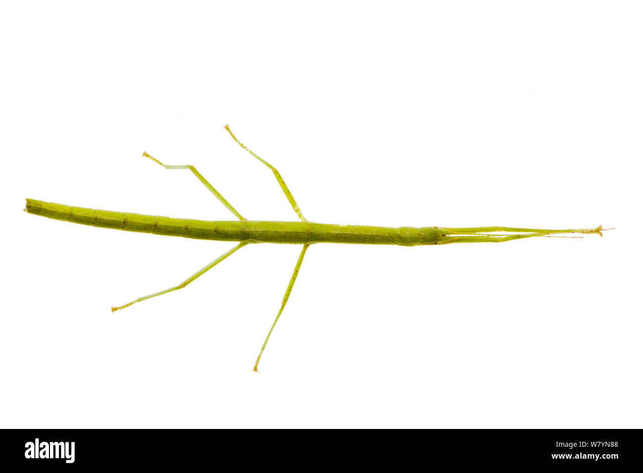 Indian stick insetto (Carausius morosus) fotografato su uno sfondo bianco. Captive. Si verifica in Asia. Foto Stock