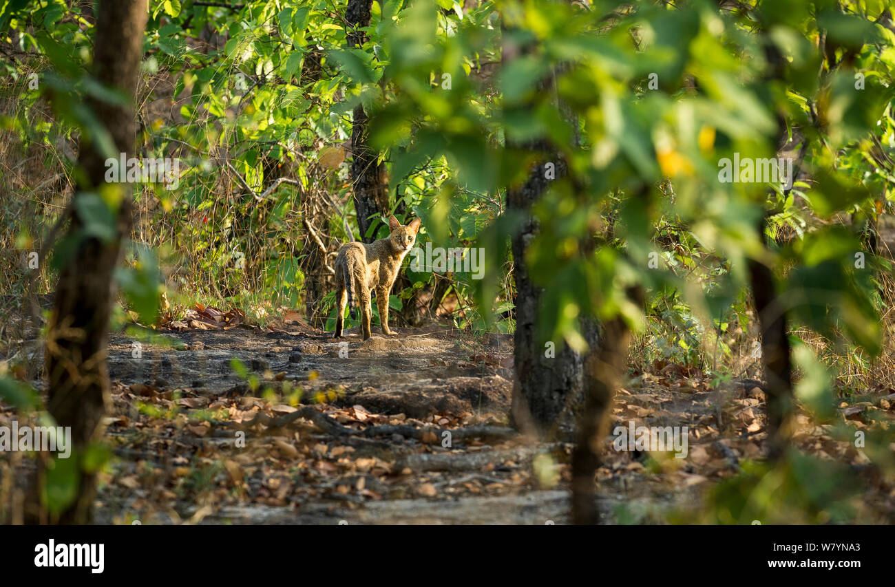 Giungla indiana cat (Felis chaus) in Bandhavgarh National Park, India. Foto Stock