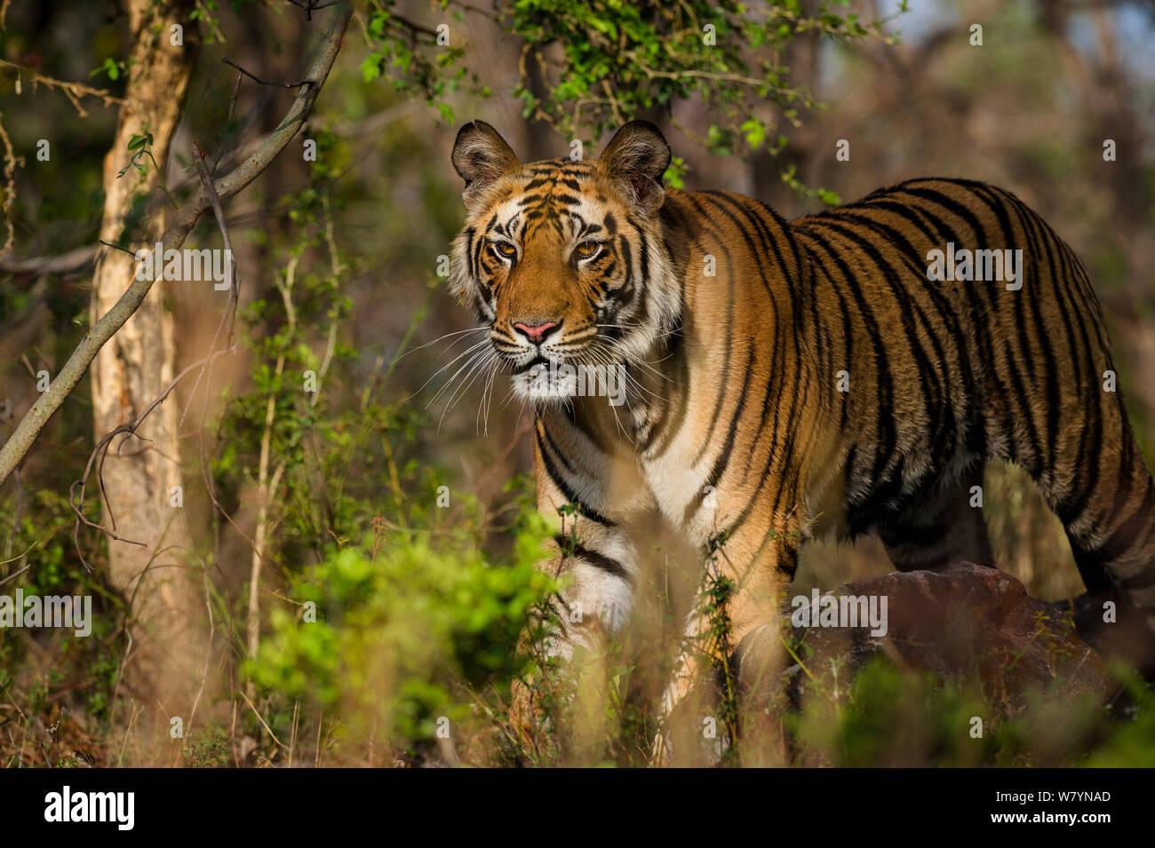 Maschio di tigre del Bengala (Panthera tigris) , Bandhavgarh National Park, India. Foto Stock