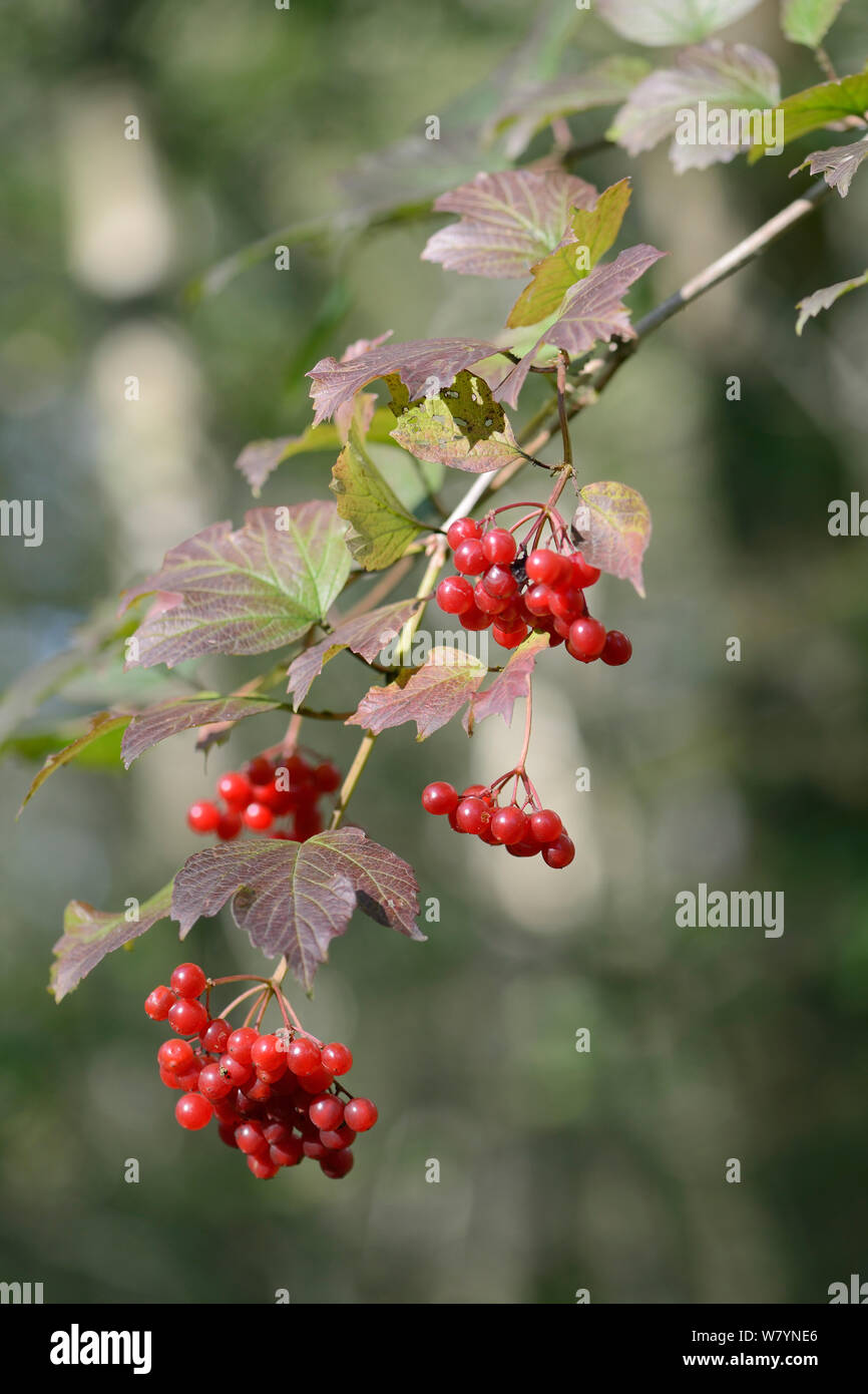 Viburno rose (Viburnum opulus) con frutti di bosco, GWT boschi inferiore riserva, Gloucestershire, Regno Unito, ottobre. Foto Stock