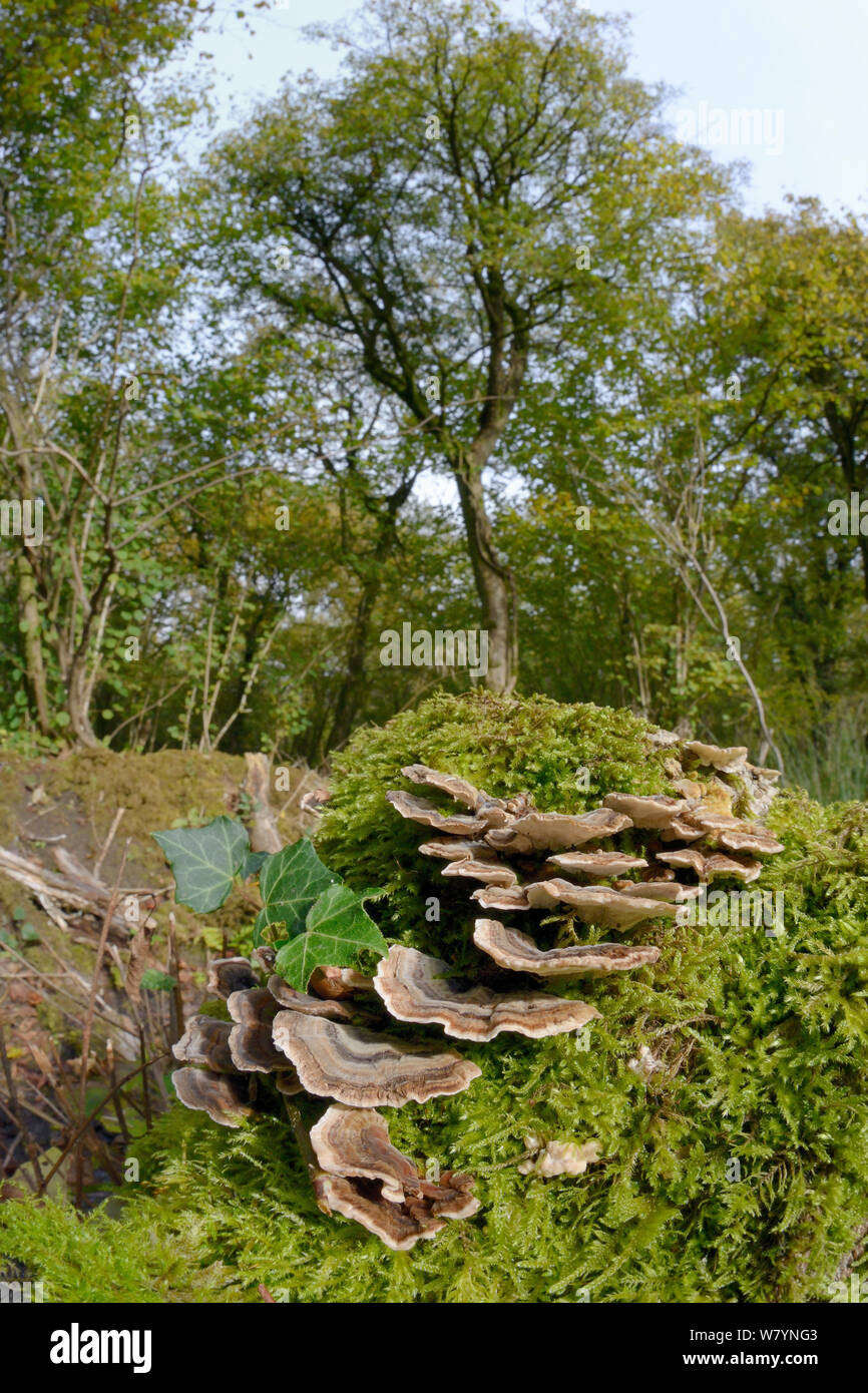 La Turchia fungo di coda / molte zone polypore (Trametes versicolor) cresce su mossy ceppo di albero, GWT inferiore riserva boschi, Gloucestershire, Regno Unito, ottobre. Foto Stock