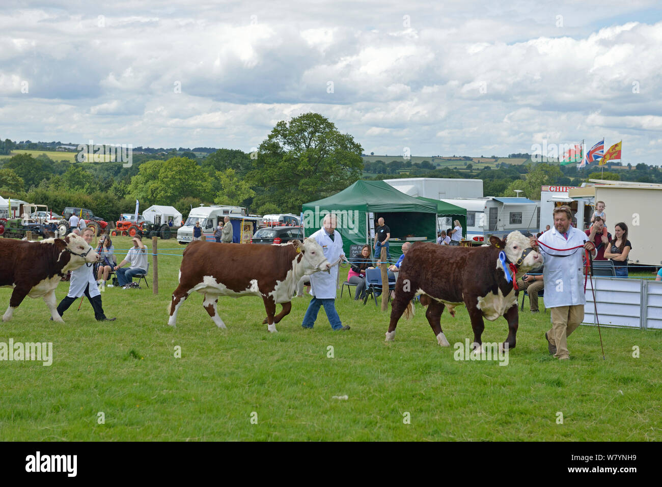 Hereford Bull parade presso il Gala di Bromyard, concorso per il miglior gestore, Herefordshire, Inghilterra. Giugno 2014. Foto Stock