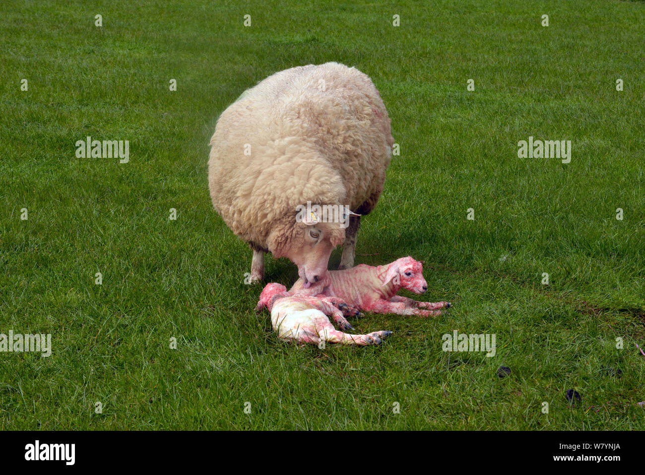 LLeyn x Romney pecora (Ovies aries) leccare il nuovo nato agnelli, Herefordshire, Inghilterra. Aprile. Foto Stock