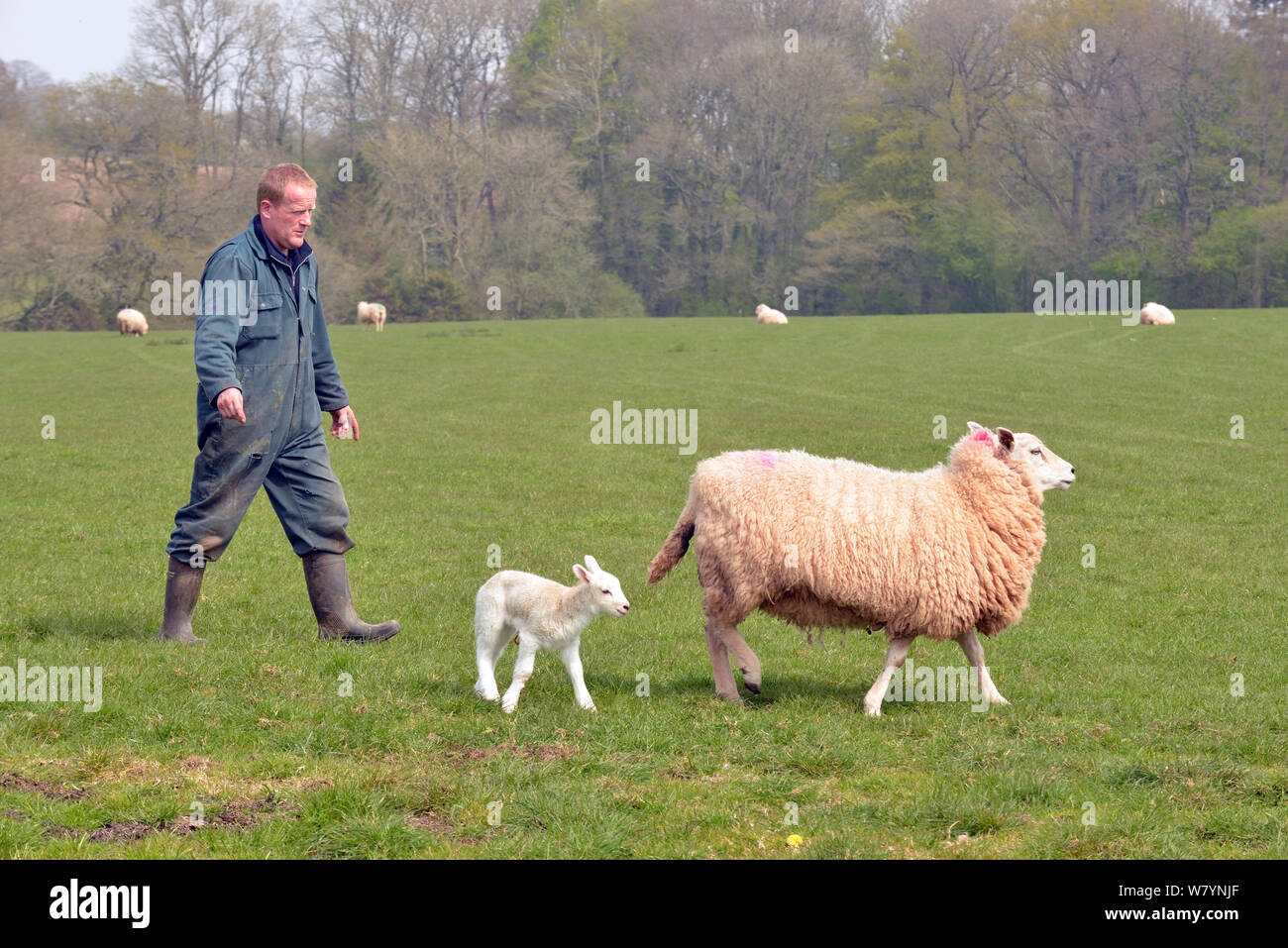 L'agricoltore che separa una pecora Lleyn (Ovies aries) e la nuova nata di agnello dal gregge, Herefordshire, Inghilterra. Aprile 2014, Foto Stock