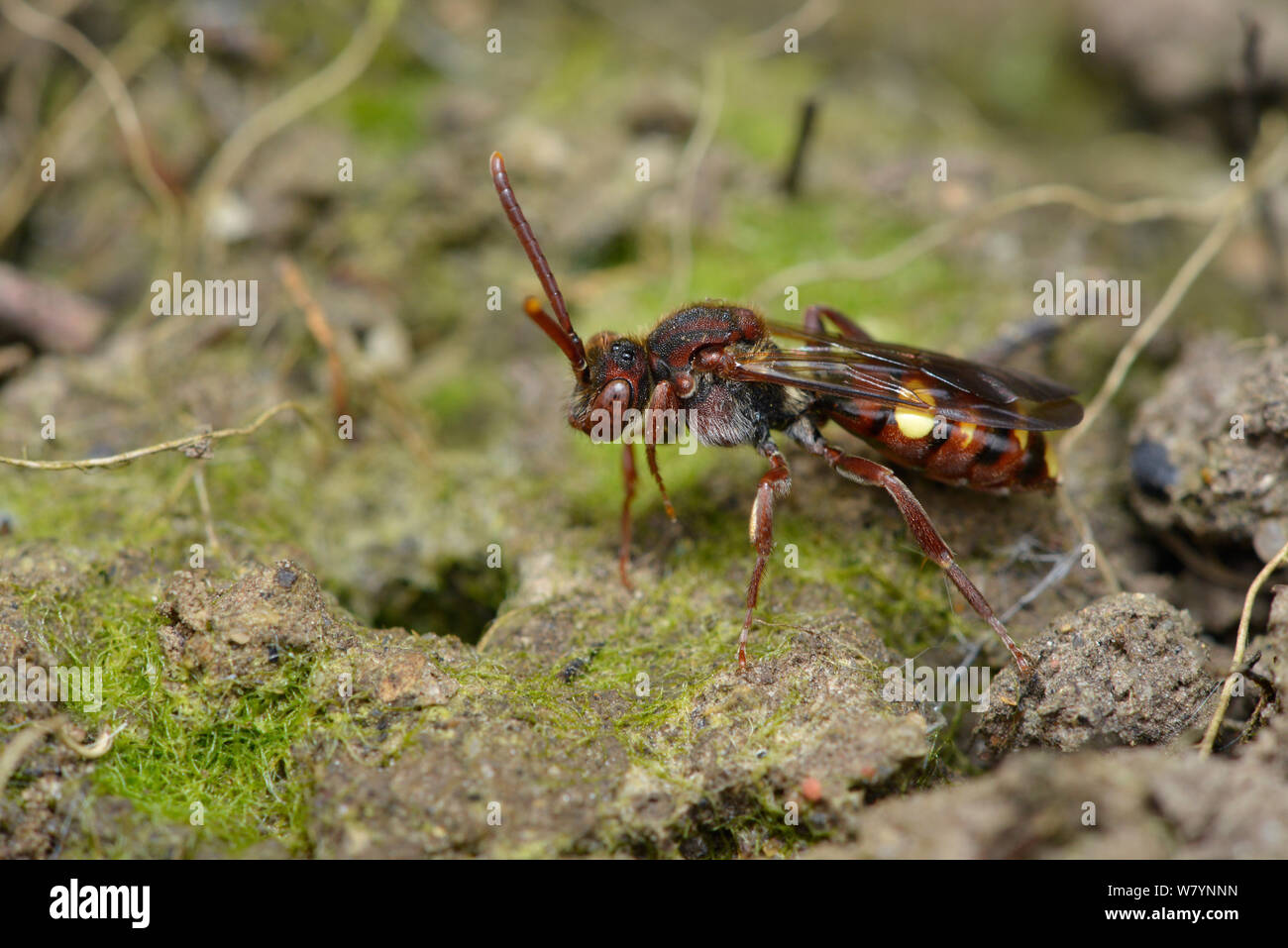 Il cuculo bee (Nomada) femmina in procinto di entrare nella tana del Data Mining (ape Andrena haemorrhoa) Hertfordshire, Inghilterra, Regno Unito. Maggio Foto Stock