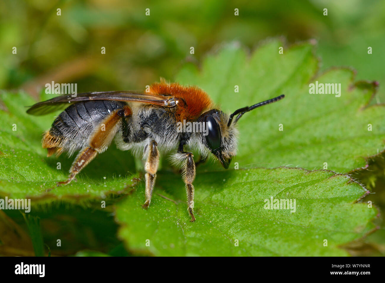 Mining bee (Andrena haemorrhoa) femmina in appoggio sulla bassa vegetazione, Hertfordshire, Inghilterra, Regno Unito, Aprile. Foto Stock