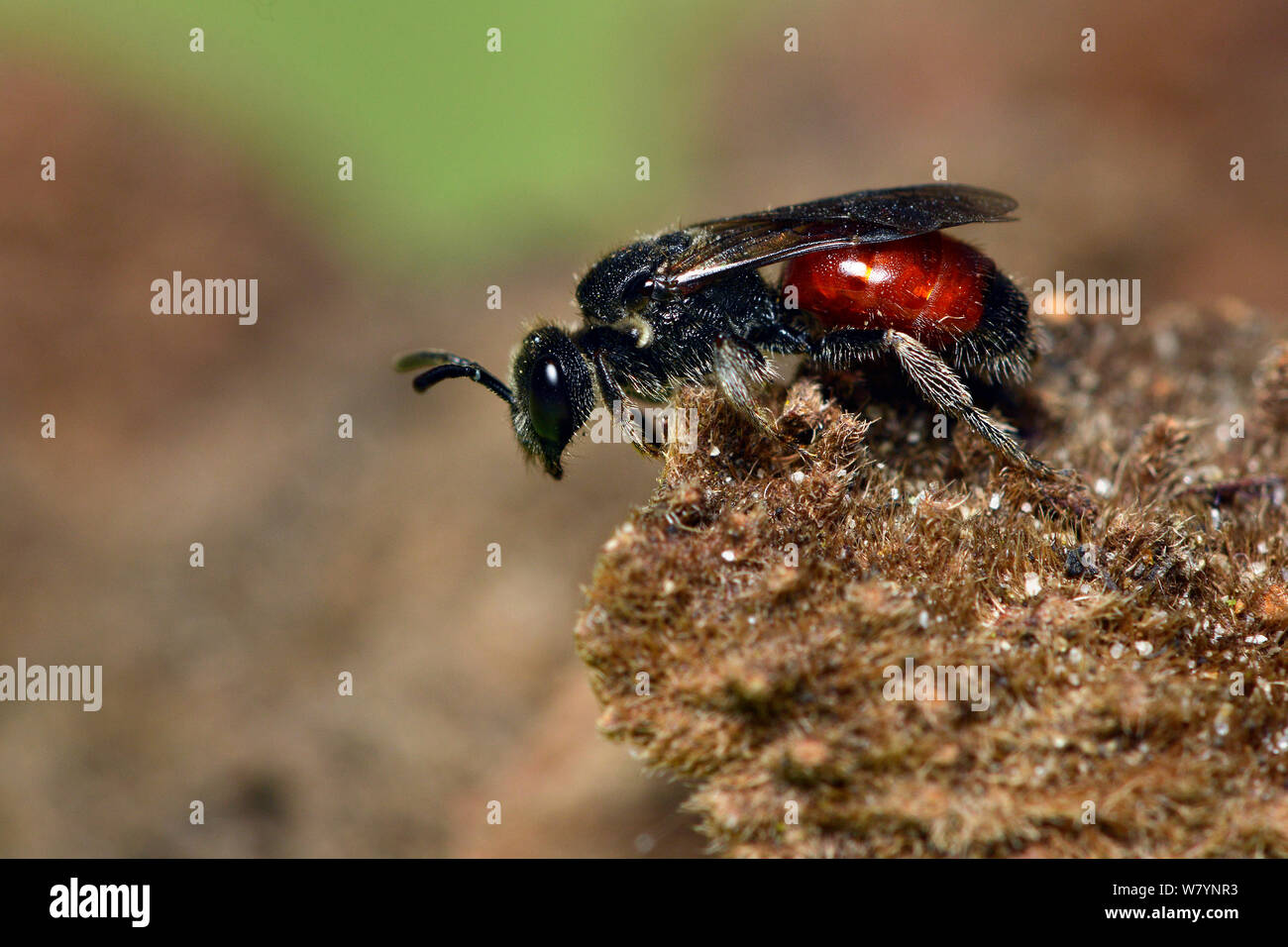 Il cuculo bee (Sphecodes) Berkshire, Inghilterra, Regno Unito. Aprile Foto Stock