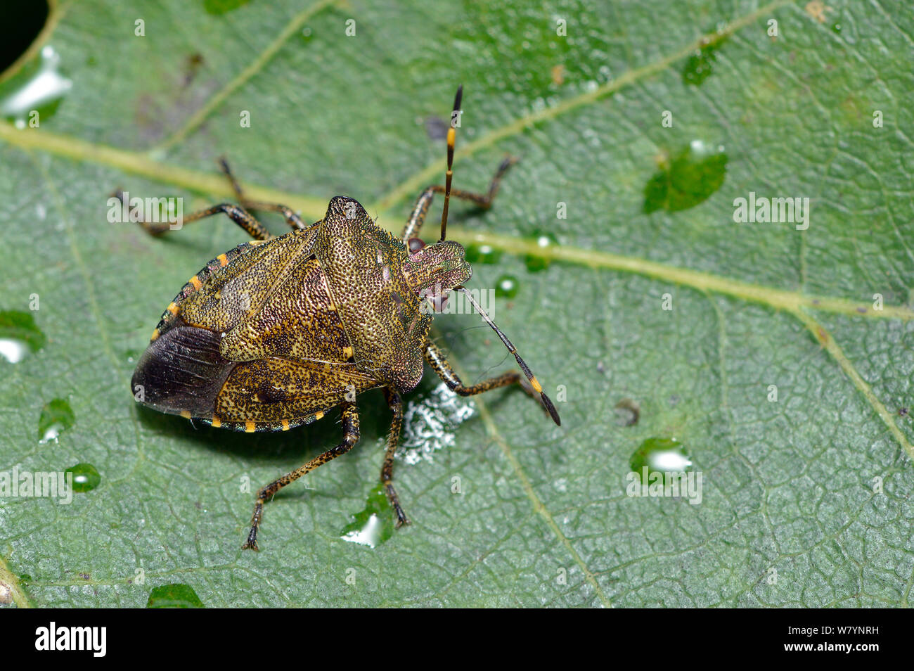 Scudo in bronzo bug (Troiolo luridus) adulto su foglie di quercia dopo la doccia a pioggia, Hertfordshire, Inghilterra, Regno Unito. Settembre Foto Stock