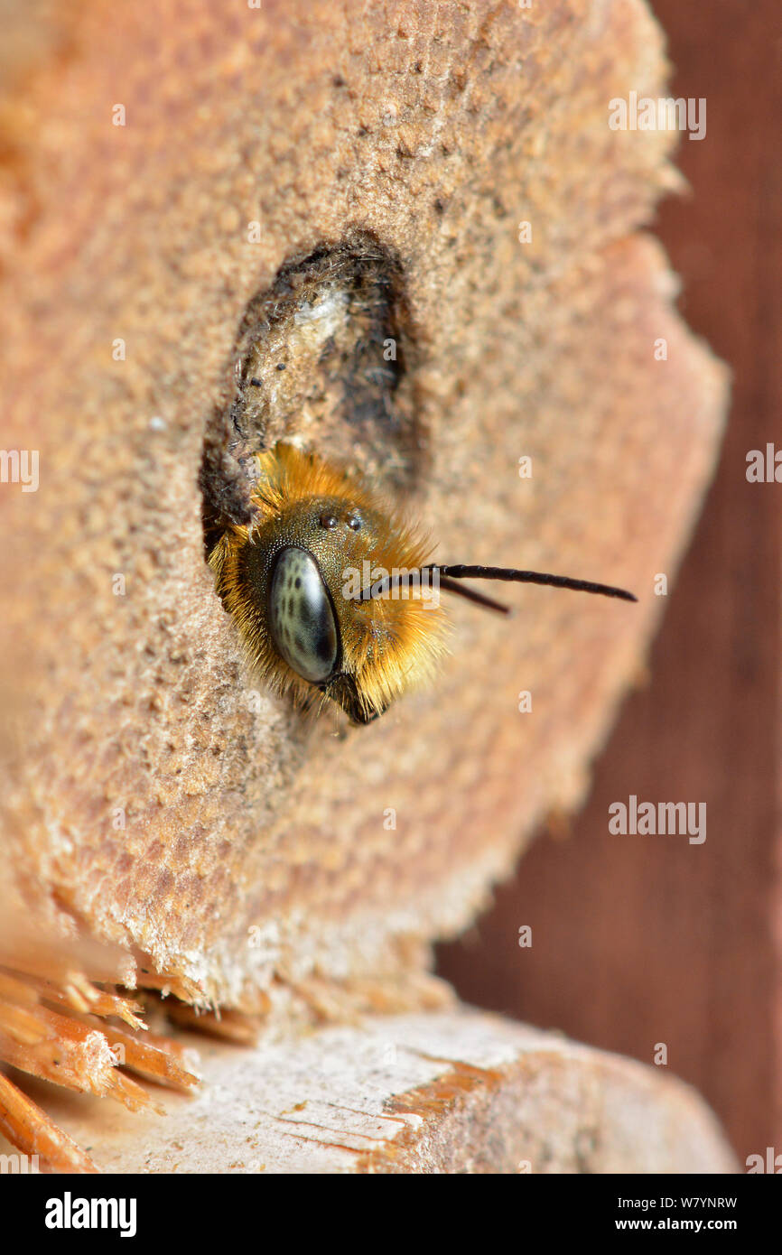 Blue Mason bee (Osmia caerulescens) maschio emergenti dai bee hotel o scatola di insetti nel giardino, Hertfordshire, Inghilterra, Regno Unito. Aprile Foto Stock