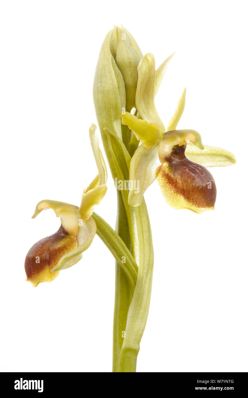 Inizio spider orchid (Ophrys sphegodes), Villarroya foresta, La Rioja, Spagna, maggio. meetyourneighbors.net progetto Foto Stock