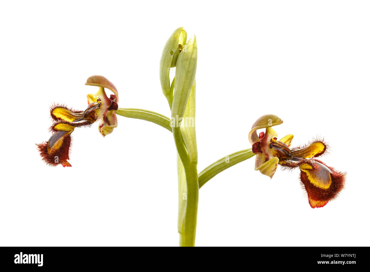 Specchio (orchidee Ophrys speculum), Villarroya foresta, La Rioja, Spagna, maggio. meetyourneighbors.net progetto Foto Stock