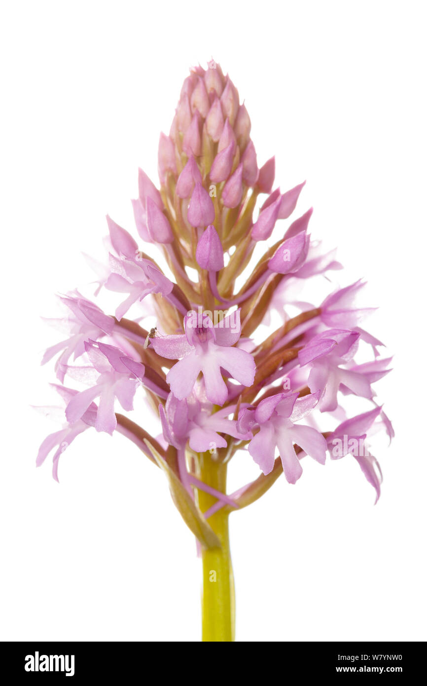 Orchide (Anacamptis pyramidalis), Villarroya foresta, La Rioja, Spagna, Giugno. meetyourneighbors.net progetto Foto Stock