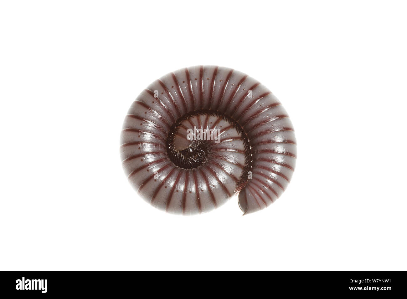 Millepiedi (Ommatoiulus rutilans) avvolto a ricciolo, Corella, Navarra, Spagna, Aprile. meetyourneighbors.net progetto Foto Stock