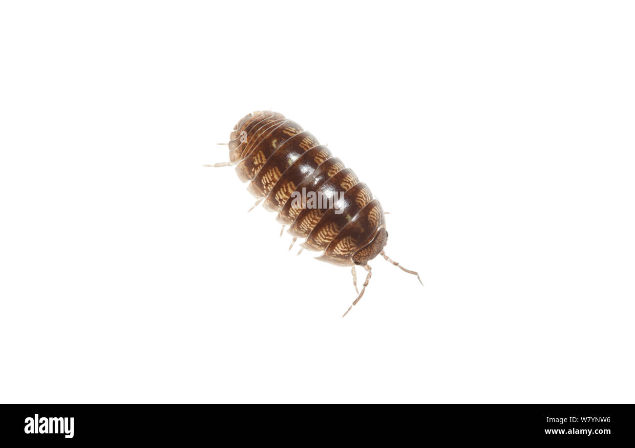 Woodlouse Armadillidium (sp), Corella, Navarra, Spagna, Aprile. meetyourneighbors.net progetto Foto Stock