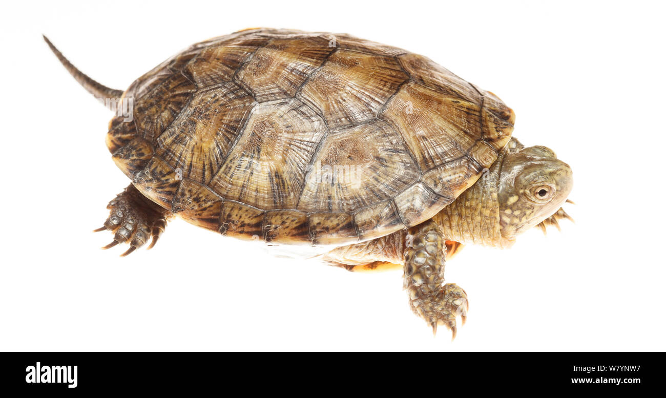Testuggine palustre (Emys orbicularis), Bardenas Reales parco naturale, Navarra, Spagna, maggio. meetyourneighbors.net progetto Foto Stock