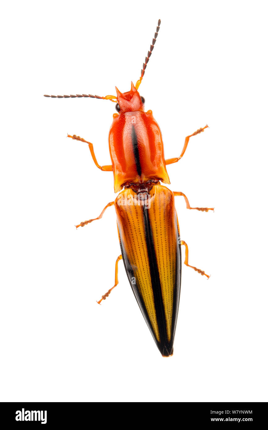 Fare clic su beetle Semiotus (sp), Jatun Sacha Stazione Biologica, provincia di Napo, bacino amazzonico, Ecuador, Marzo. meetyourneighbors.net progetto Foto Stock