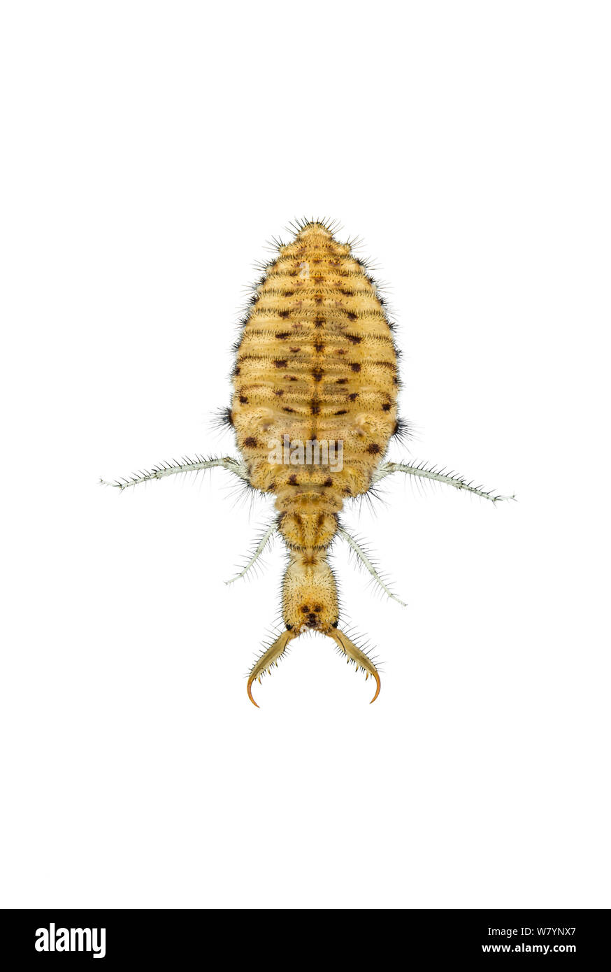 Antlion (Myrmeleon hyalinus) larva, Centrale pianura costiera, Israele, Giugno. Focus-impilati e ritagliate. progetto meetyourneighbors.net Foto Stock