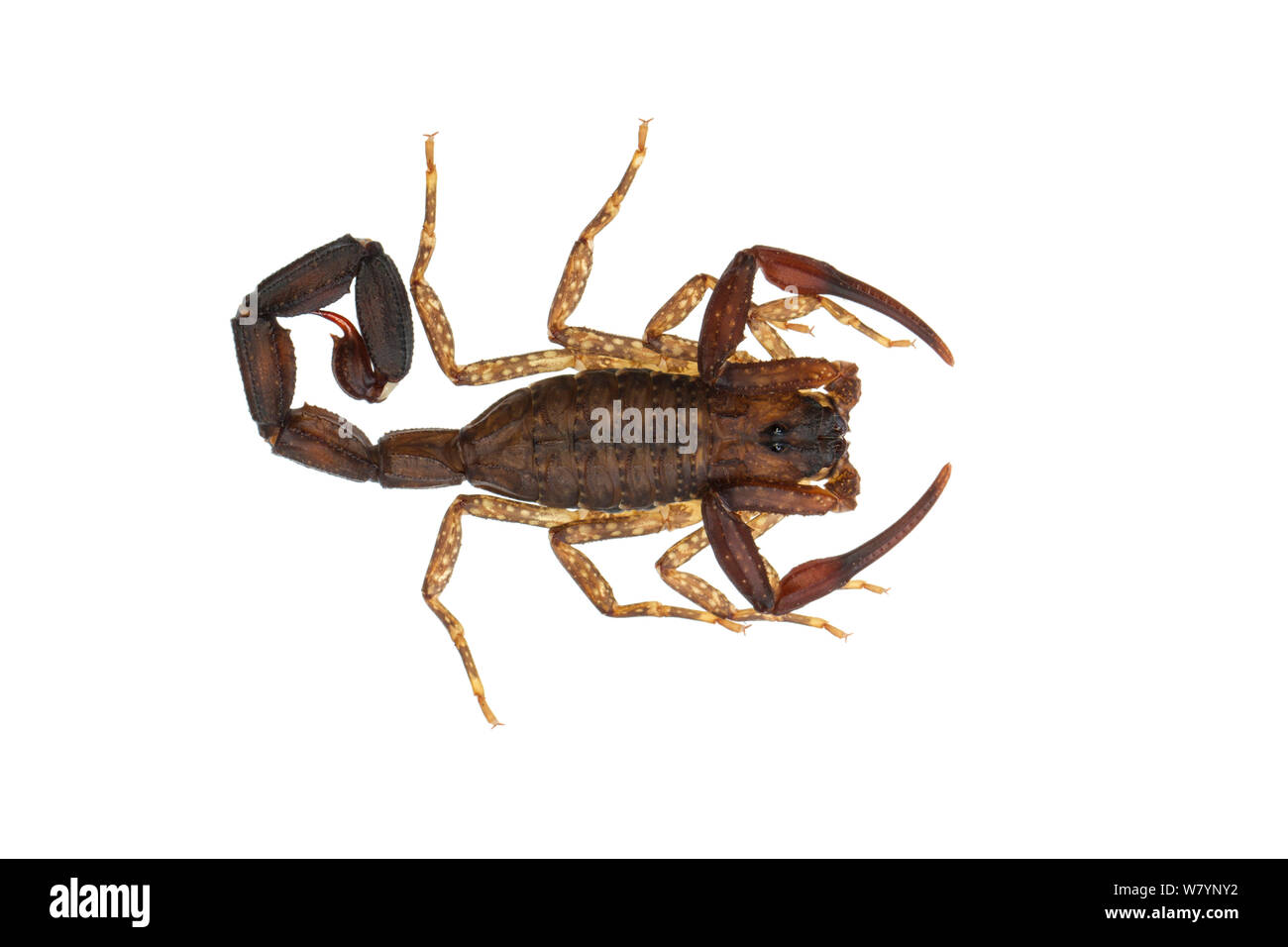 Ecuadoriana scorpione nero (Tityus asthenes) capretti, Jatun Sacha Stazione Biologica, provincia di Napo, bacino amazzonico, Ecuador, Marzo. meetyourneighbors.net progetto Foto Stock