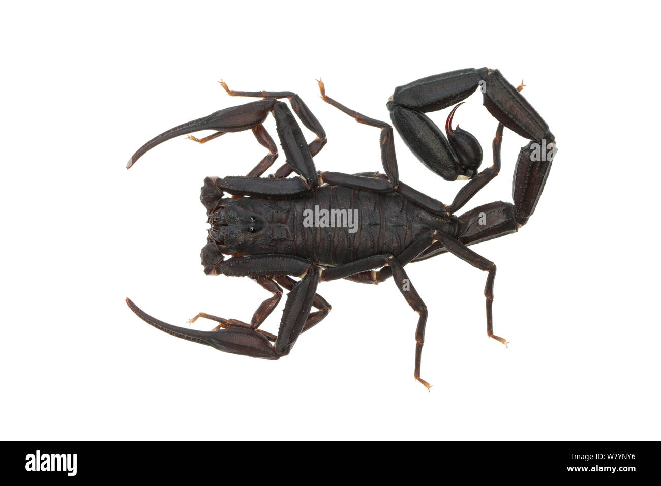 Ecuadoriana scorpione nero (Tityus asthenes), Jatun Sacha Stazione Biologica, provincia di Napo, bacino amazzonico, Ecuador, Marzo. meetyourneighbors.net progetto Foto Stock