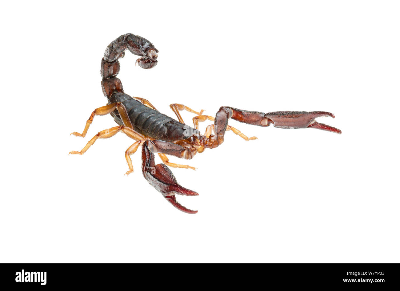 Scorpion (Diplocentrus maya) maschio, grotte ramo, Cayo District, Belize, Settembre. Focus-impilati e ritagliate. progetto meetyourneighbors.net Foto Stock