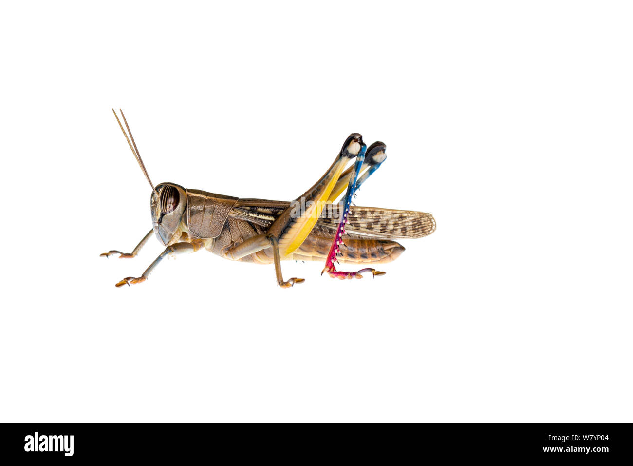 Grasshopper (Eyprepocnemis plorans), il centro di pianura costiera, Israele, Giugno. meetyourneighbors.net progetto Foto Stock