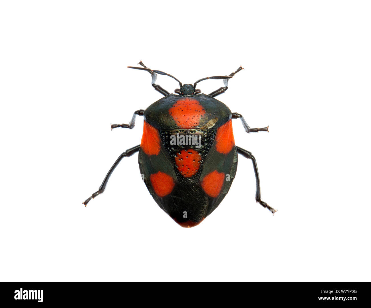 Bug di protezione (Brachystethus rubromaculatus), filiale di grotte, Cayo District, Belize, Settembre. Focus-impilati e ritagliate. progetto meetyourneighbors.net Foto Stock