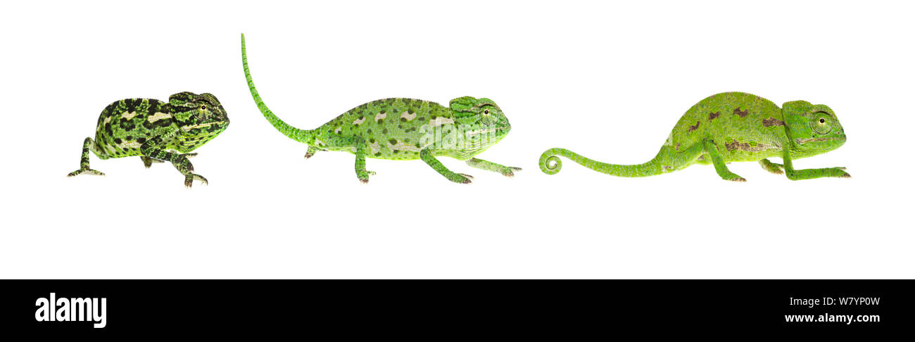 Mediterraneo (camaleonte Chamaeleo chamaeleon rectricrista) composito che mostra modifica colore, Netanya, Centrale pianura costiera, Israele, Marzo. meetyourneighbors.net progetto Foto Stock